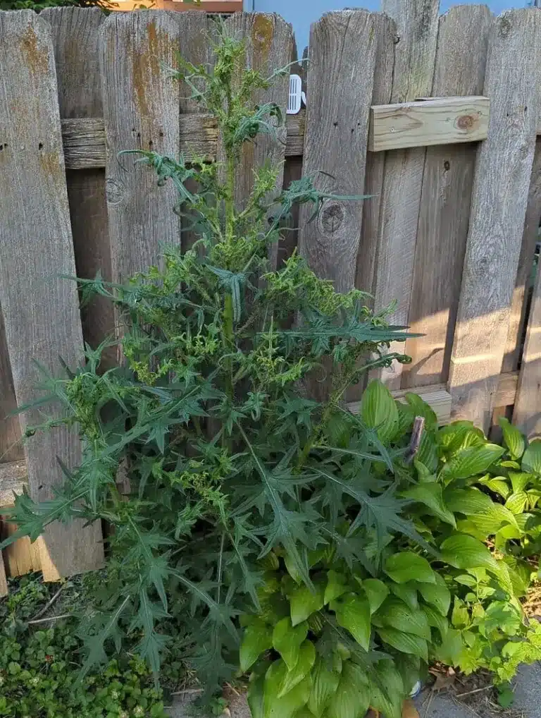 The owner of the house was predicted trouble after posting a photo of a strange plant: "This is just the beginning"