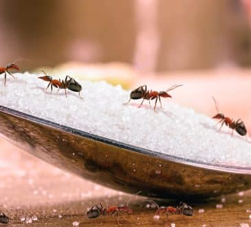 ant over sugar spoon, ant alone in the kitchen, mixer ant