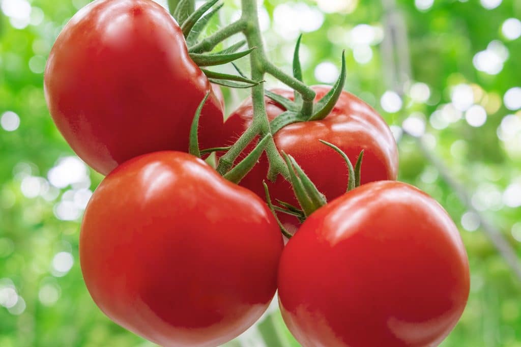 health-benefits-of-Tomatoes