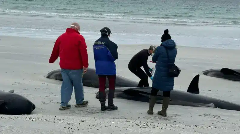 77 Whales Die in Biggest Mass Stranding in Decades